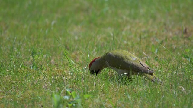Green woodpecker (picus viridis) sitting in meadow hunting and picking for ants in ground in slow motion