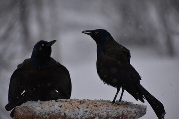 Common grackles at the feeder, Sainte-Apolline, Québec, Canada