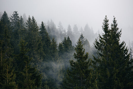 fog in the forest © Oleksii