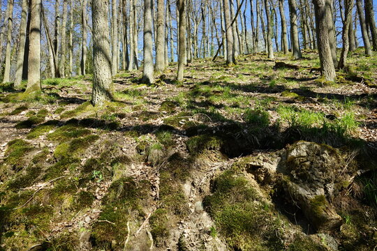 Bemooster Waldboden im Krofdorfer Forst bei blauem Himmel und Sonnenschein in Wettenberg Krofdorf-Gleiberg bei Gie&szlig;en in Hessen