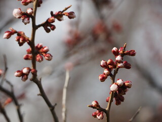 梅の花の蕾のクローズアップ