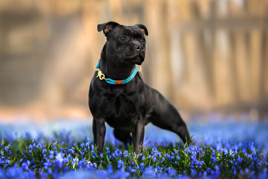 beautiful black staffordshire bull terrier dog standing on a meadow with siberian squill flowers