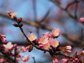 Fototapeta na wymiar 美しい桜の花のクローズアップ