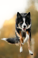 border collie dog