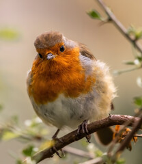 robin on a branch