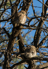 Pearl-spotted Owlet (Glaucidium perlatum) Kgalagadi Transfrontier Park, South Africa