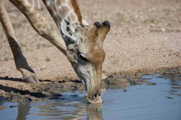 Giraffe ( Giraffa camelopardalis) Kgalagadi Transfrontier  Park, South Africa