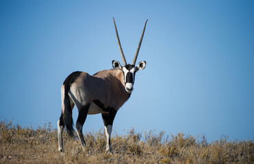 Gemsbok (Oryx gazella) Kgalagadi Transfrontier  Park, South Africa
