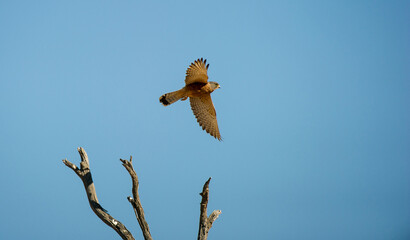 Rock Kestrel ( Falco rupicolus) Kgalagadi Transfrontier Park, South Africa