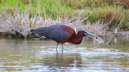 Glossy ibis
