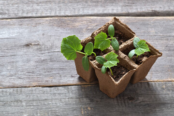 Cucumber seedlings in cardboard pots on a wooden table. Gardening and agriculture