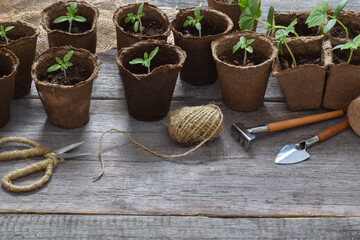 Top view of cucumber and tomato seedlings and garden tools on a wooden background
