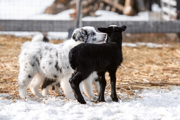 lamb and border collie puppy