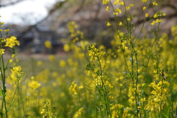 心が和む菜の花の咲く美しい日本の風景