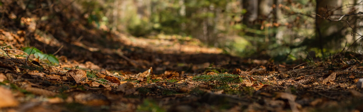 Dry leaves on blurred ground in forest, banner.