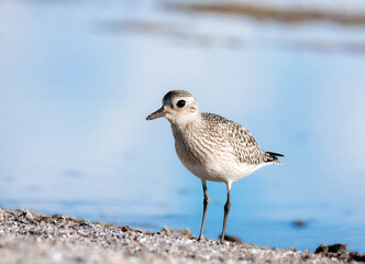 Kiebitzregenpfeifer (Pluvialis squatarola)