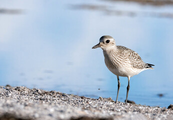 Kiebitzregenpfeifer (Pluvialis squatarola)