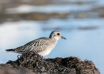 Kiebitzregenpfeifer (Pluvialis squatarola)