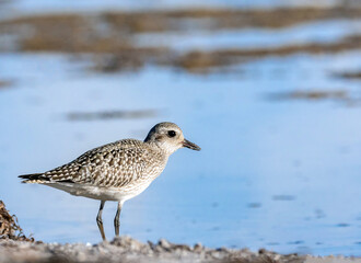 Kiebitzregenpfeifer (Pluvialis squatarola)