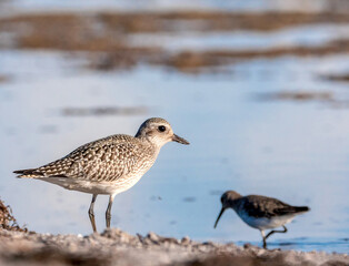 Kiebitzregenpfeifer (Pluvialis squatarola)