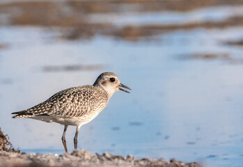 Kiebitzregenpfeifer (Pluvialis squatarola)
