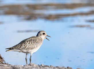 Kiebitzregenpfeifer (Pluvialis squatarola)