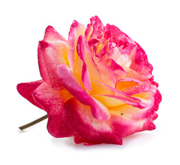 Fototapeta na wymiar Pink rose close up isolated on white background.