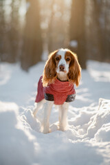 cocker spaniel in winter