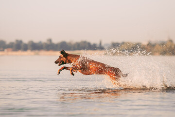 dog running on the beach