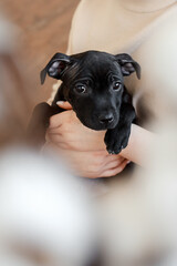 portrait of a black dog