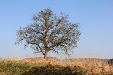 Baum vor dem Blattaustrieb