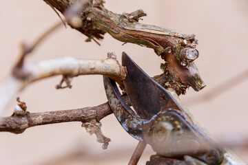 Pruning of a grape bush with garden shears, branches, pruning of a vine. Formation of a grape bush