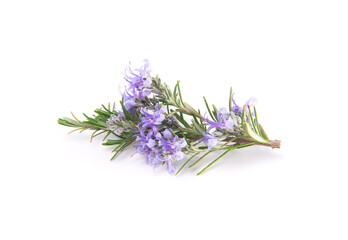 Rosemary sprig flowering isolated on white background. Aromatic evergreen shrub