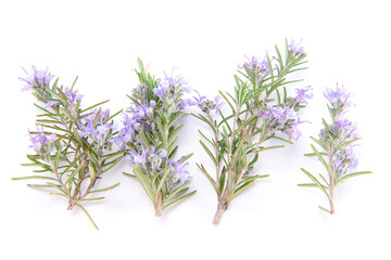 Rosemary sprig flowering isolated on white background. Aromatic evergreen shrub