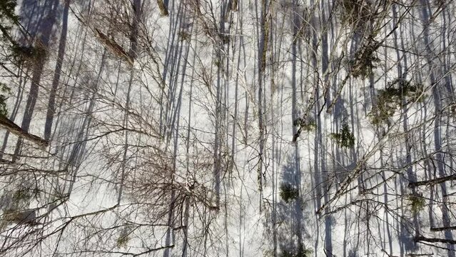 vue a&eacute;rienne d'une for&ecirc;t en hiver