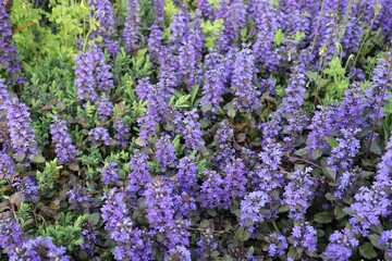 Obraz premium lavender field in region