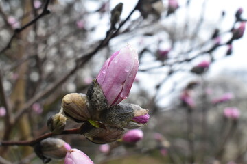 pink magnolia flowers