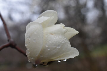 wet white flower