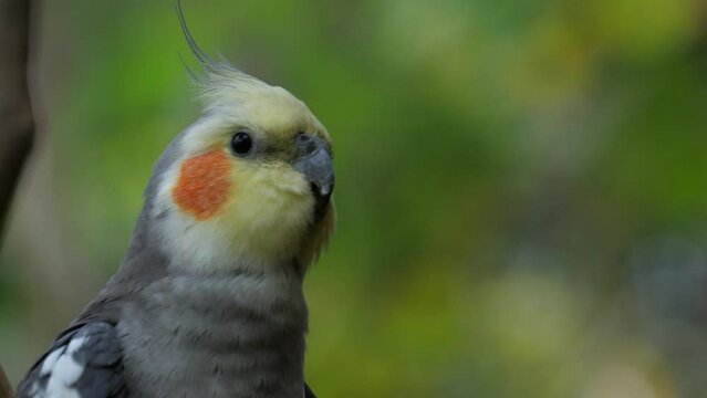 Cockatiel (Nymphicus hollandicus), a small parrot endemic to Australia