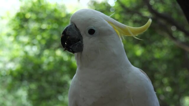 Eleonora cockatoo (Cacatua galerita eleonora) bird native to the Aru Islands