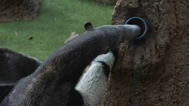 Giant anteater eating ants from the tube installed in a tree