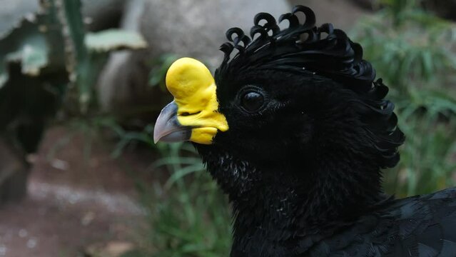 The great curassow (Crax rubra), close-up shot