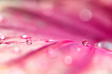 water droplets on pink leaves blurred background