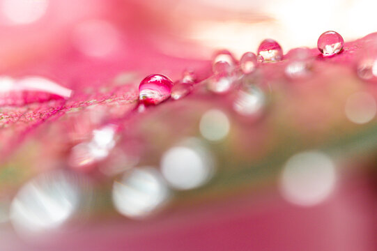 water droplets on pink leaves blurred background