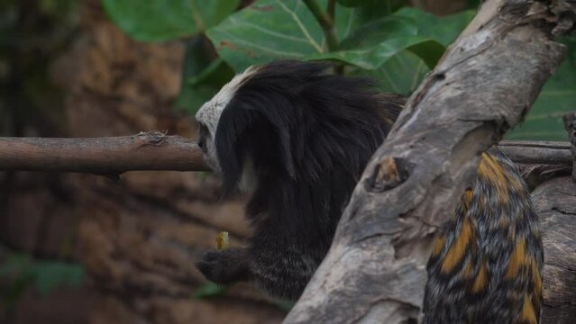 White-headed marmoset (Callithrix geoffroyi), endemic to forests in Brazil