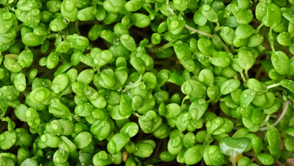 close shot of alfalfa microgreens, red cabbage. hand touches plant sprouts. home farm. Close up of arugula microgreen. Organic superfood concept. Healthy lifestyle.