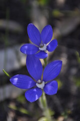 Blue China orchid blooming in Perth