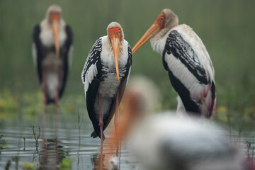 Selective forcus on the back Painted stork at Bhigwan bird sanctuary, Maharashtra