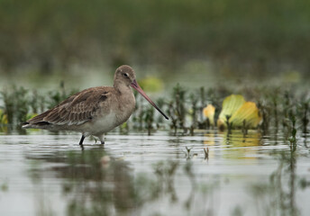 Black-tailed godwit at Bhigwan bird sanctuary Maharashtra