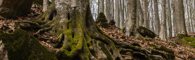 Tree trunk with moss in autumn forest, banner.